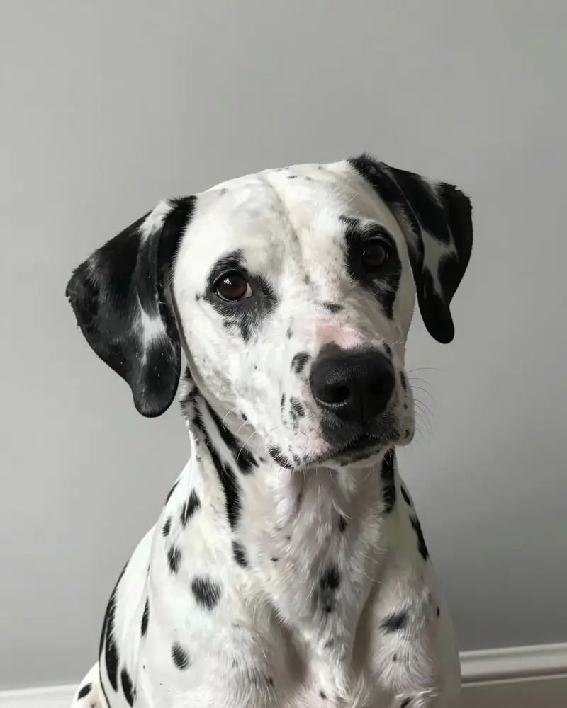 dalmatien, photo 2