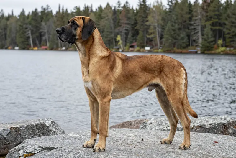 dogue allemand, photo 3