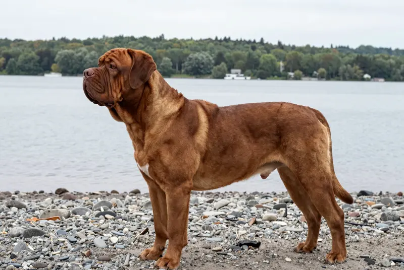 dogue de Bordeaux, photo 3