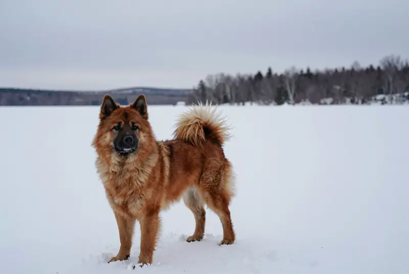 eurasier, photo 4