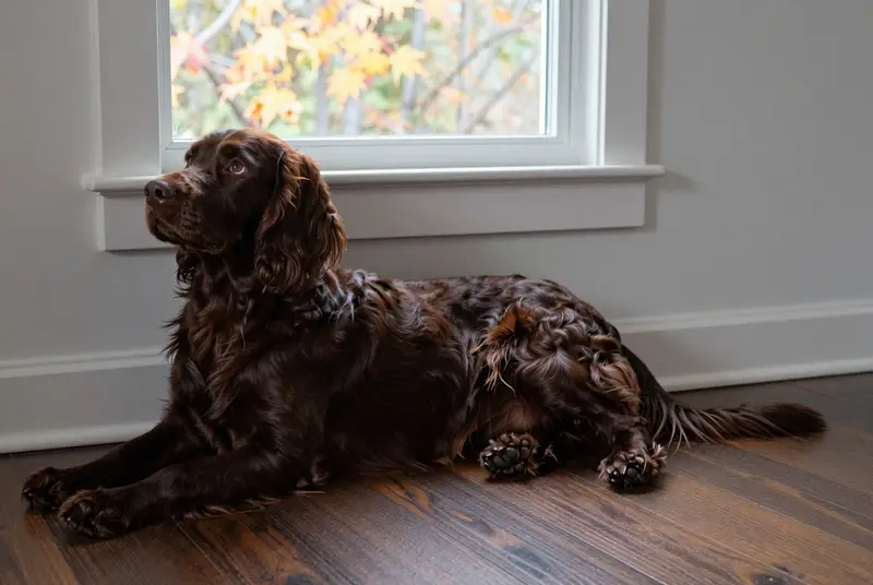 field spaniel, photo 4