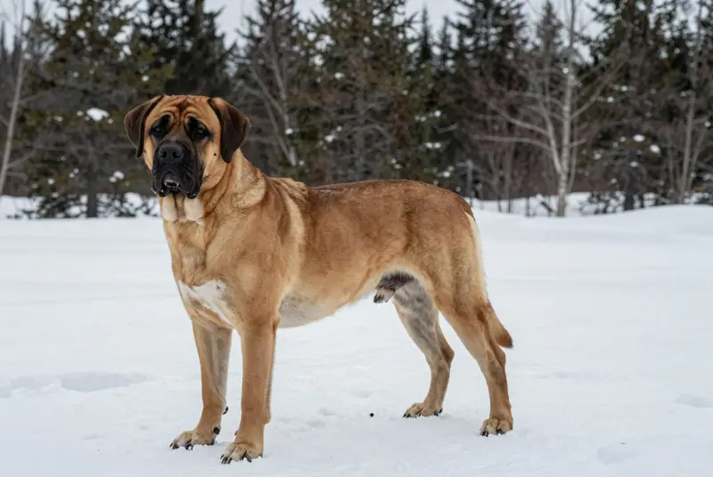 fila brasileiro, photo 4