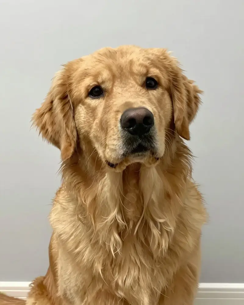 golden retriever, photo 2