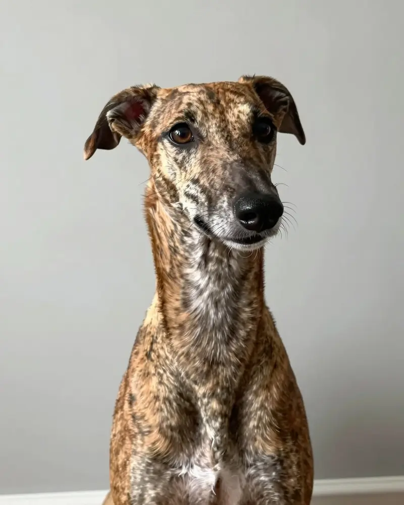 greyhound, photo 2