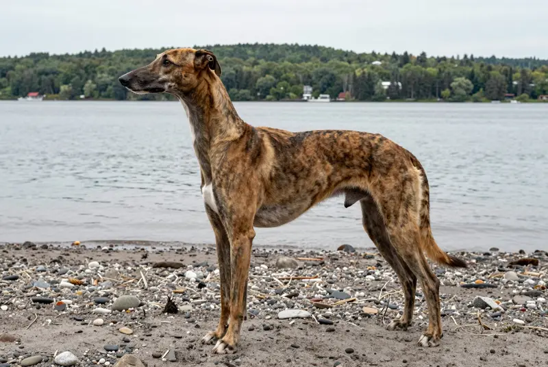 greyhound, photo 3