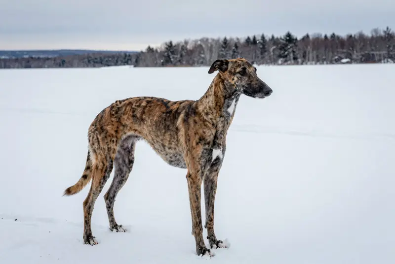 greyhound, photo 4