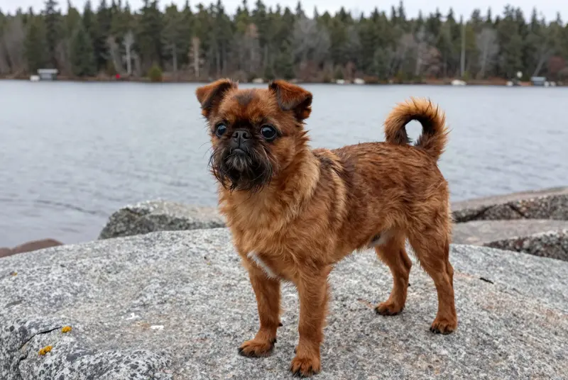griffon bruxellois