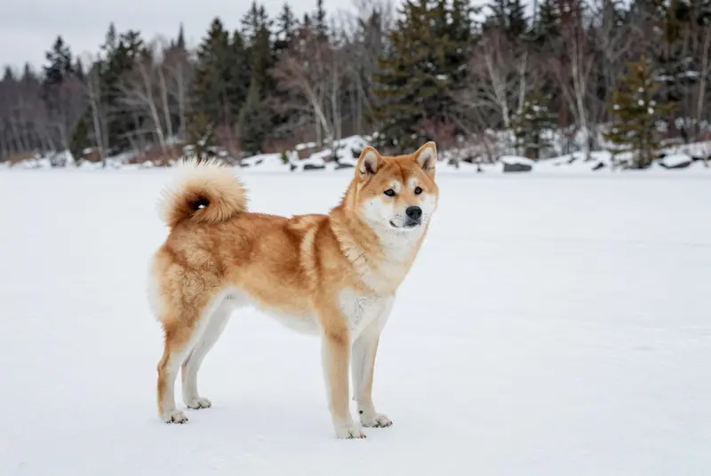 hokkaido, photo 4