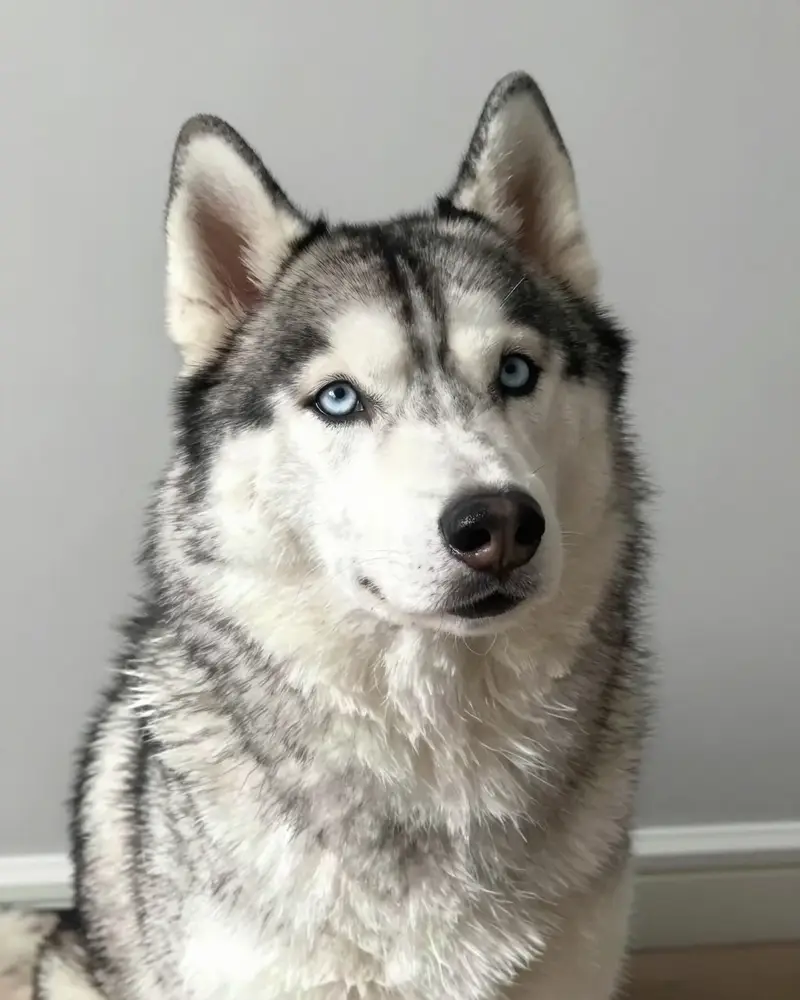 husky, photo 2