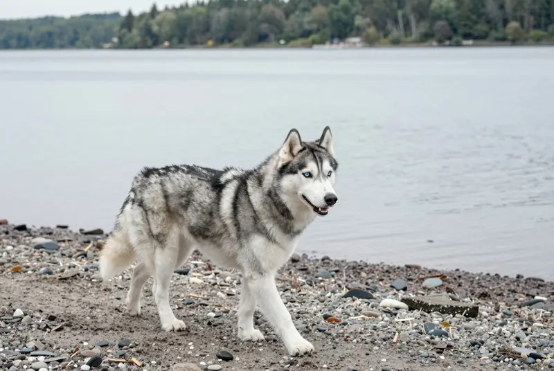 husky
