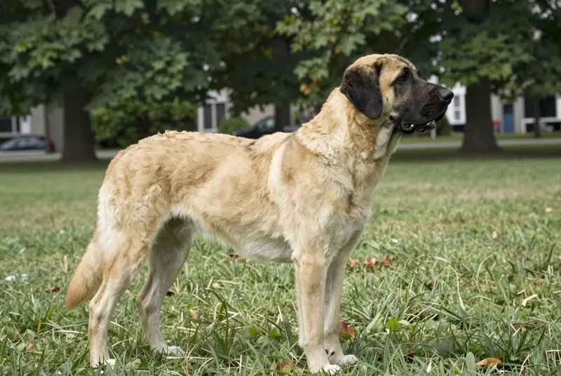 kangal, photo 3