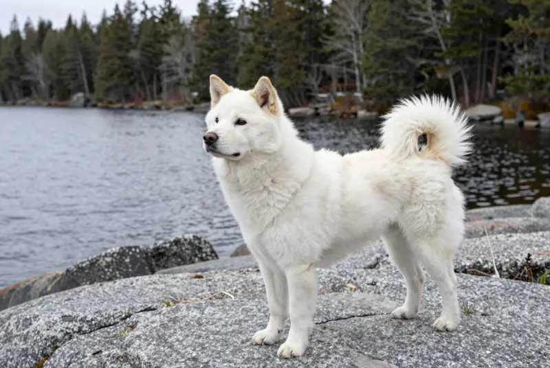 kishu