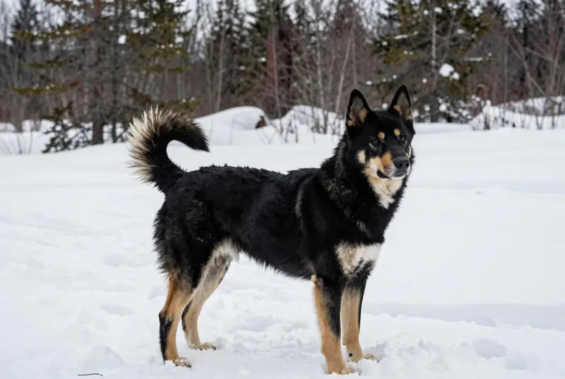 laika de Sibérie orientale, photo 4