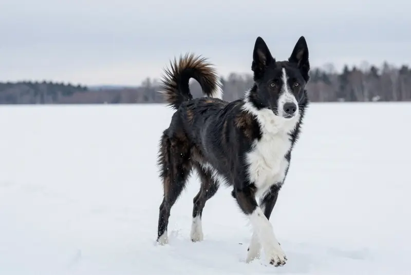laika russo-européen, photo 2