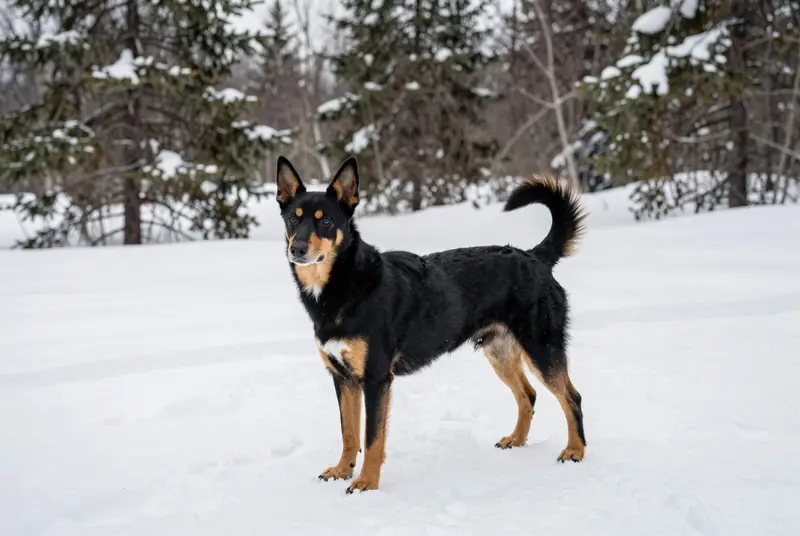 lancashire heeler, photo 4