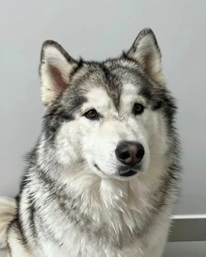 malamute, photo 2