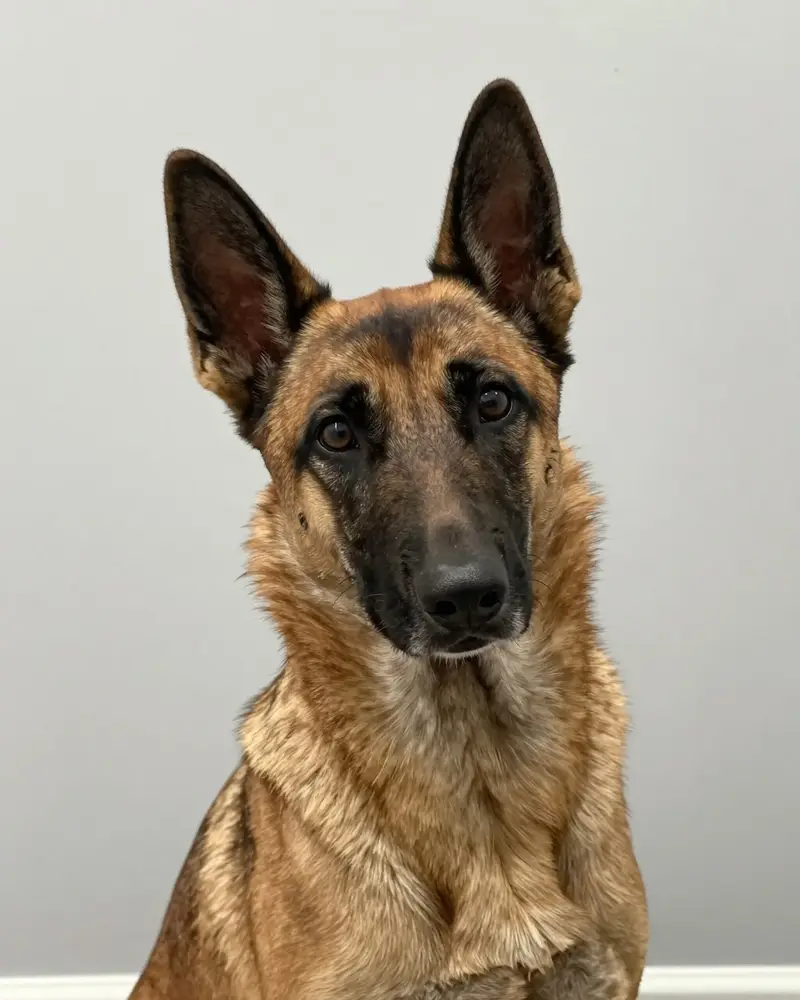 malinois, photo 2