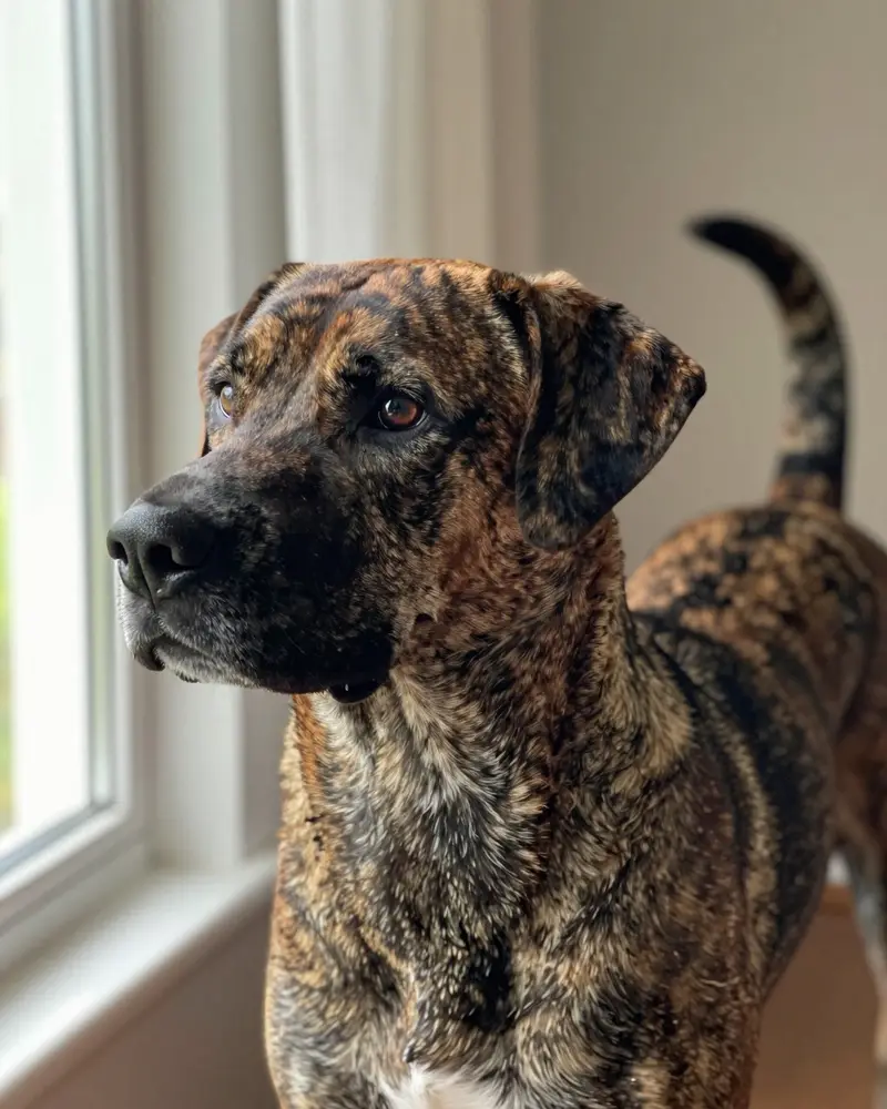 mountain cur, photo 2