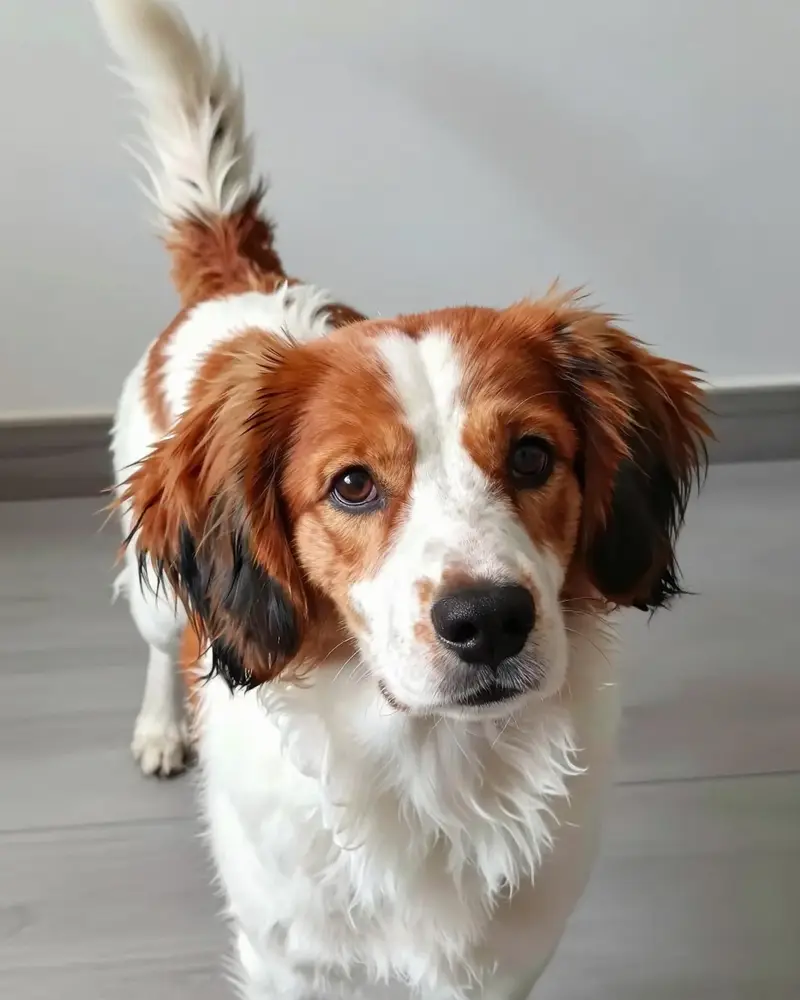 nederlandse kooikerhondje, photo 2