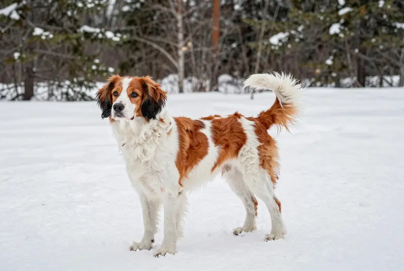 nederlandse kooikerhondje, photo 4