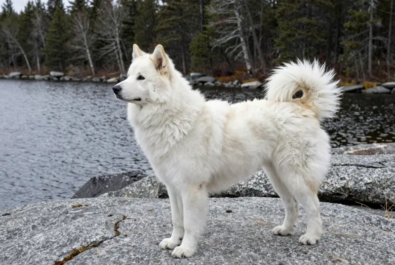 nenets laika