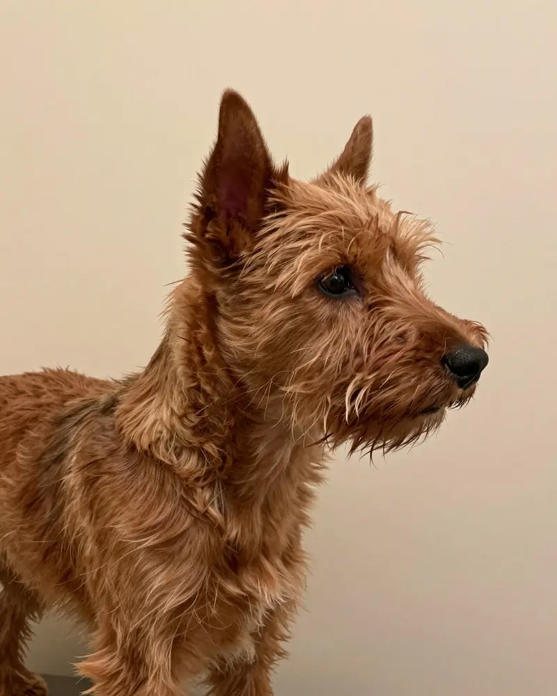 norwich terrier, photo 2