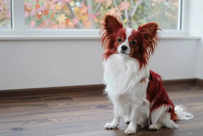 papillon, photo 5