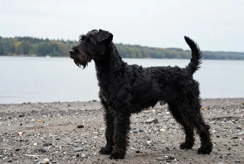 patterdale terrier, photo 3