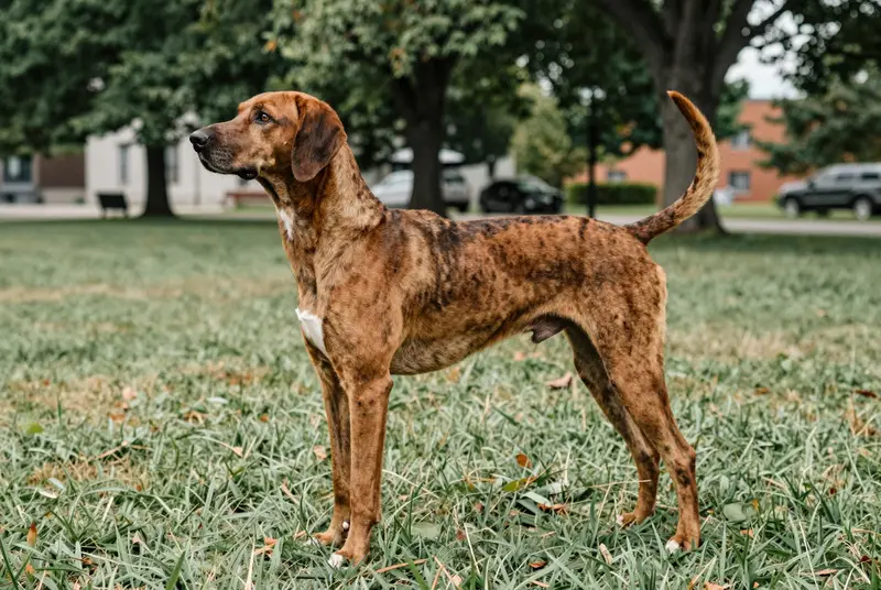 plott hound, photo 3