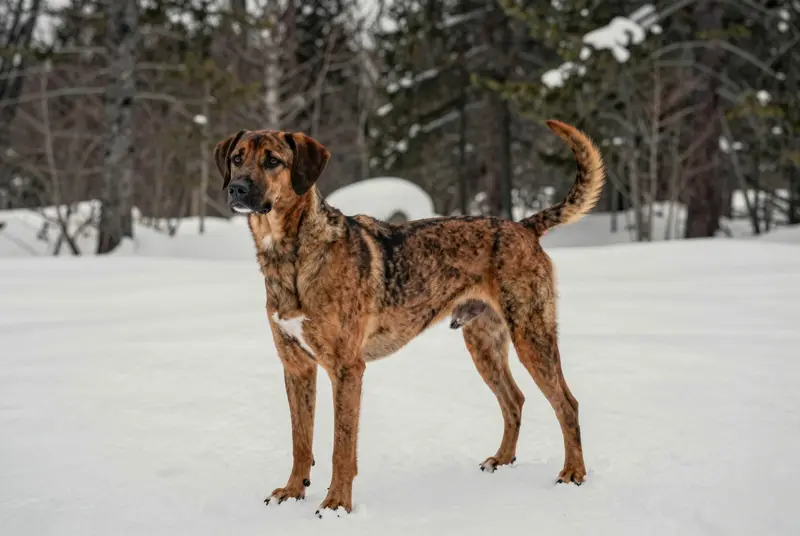 plott hound, photo 4