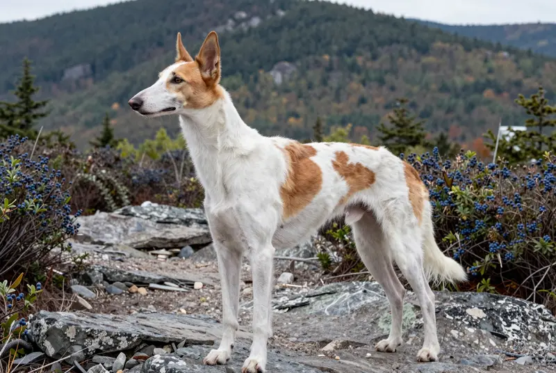 podenco ibicenco