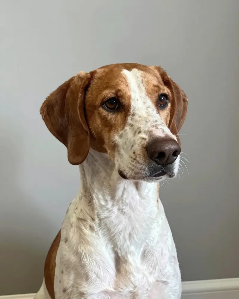 pointer, photo 2
