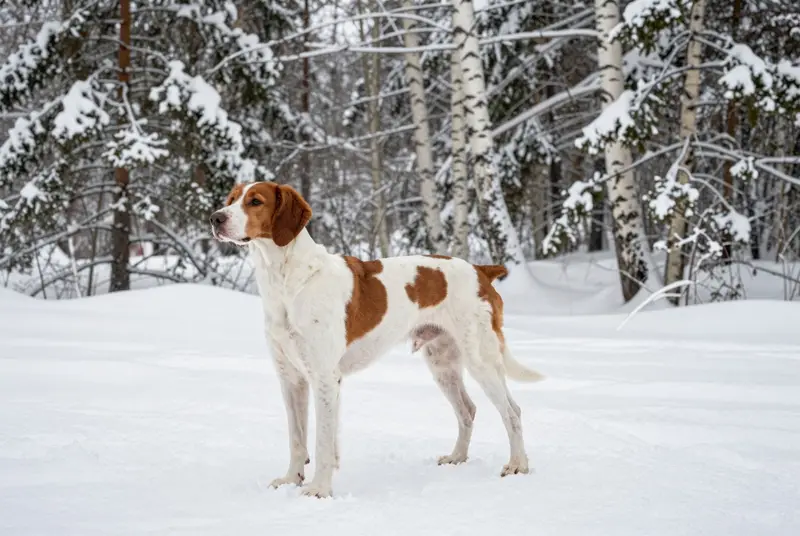 pointer, photo 4