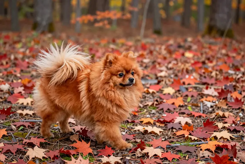 pomeranian