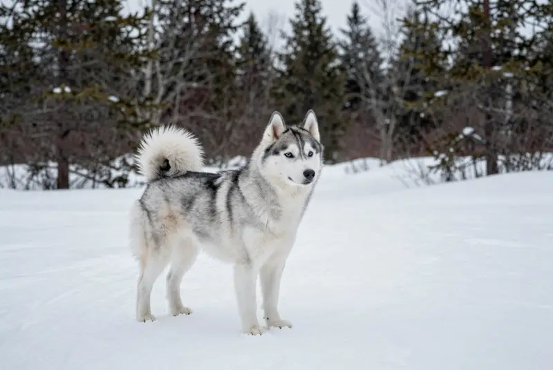 pomsky, photo 4