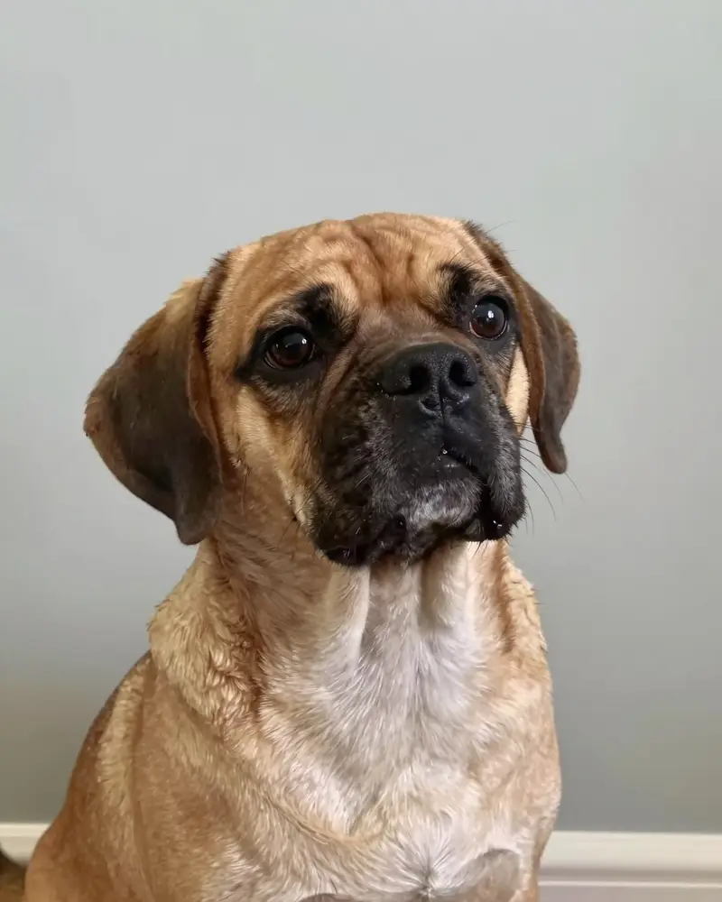 puggle, photo 2