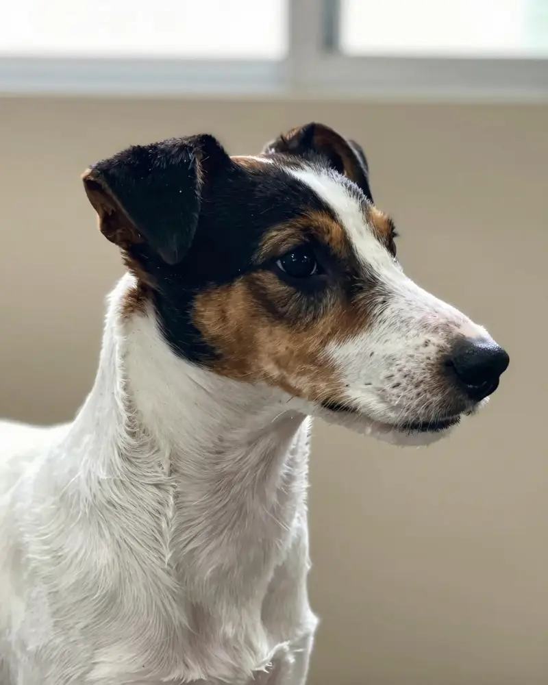 rat terrier, photo 2