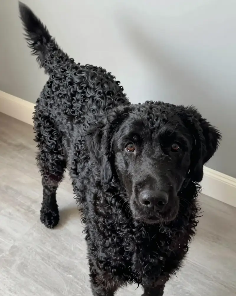 retriever à poil bouclé, photo 2