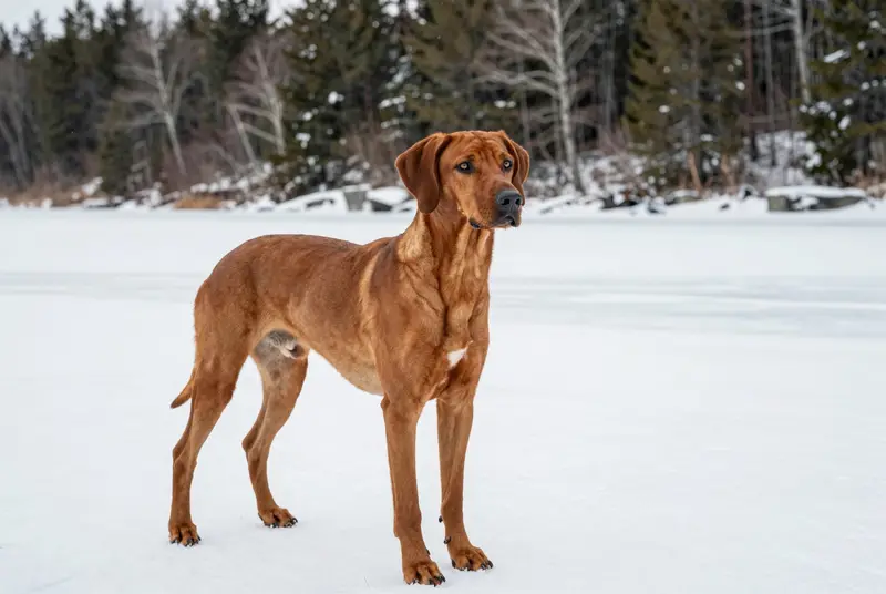 rhodesian ridgeback, photo 4