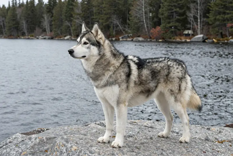 sakhalin husky