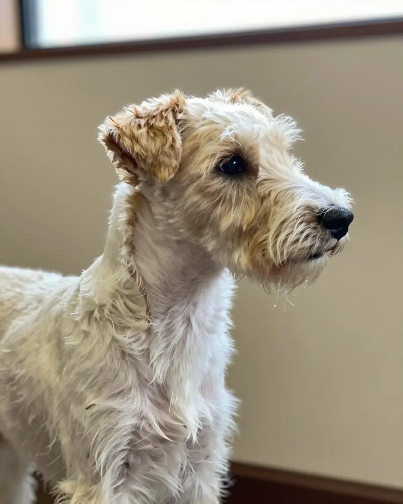 sealyham terrier