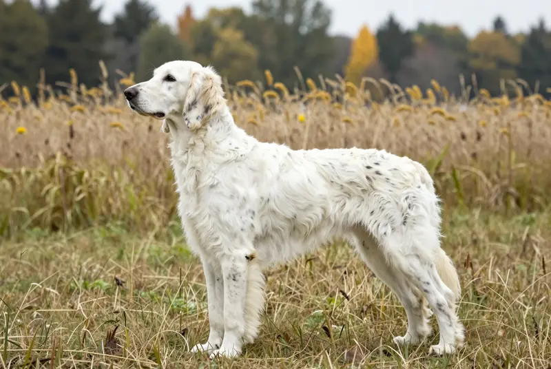 setter anglais, photo 3