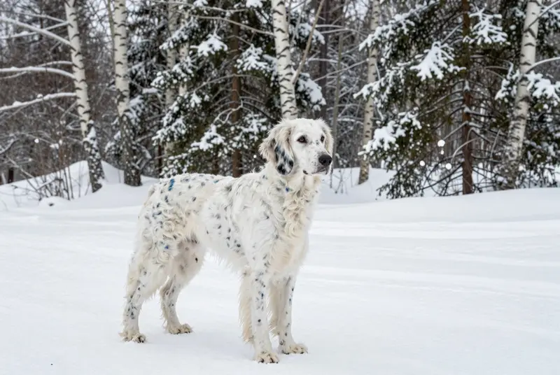 setter anglais, photo 4