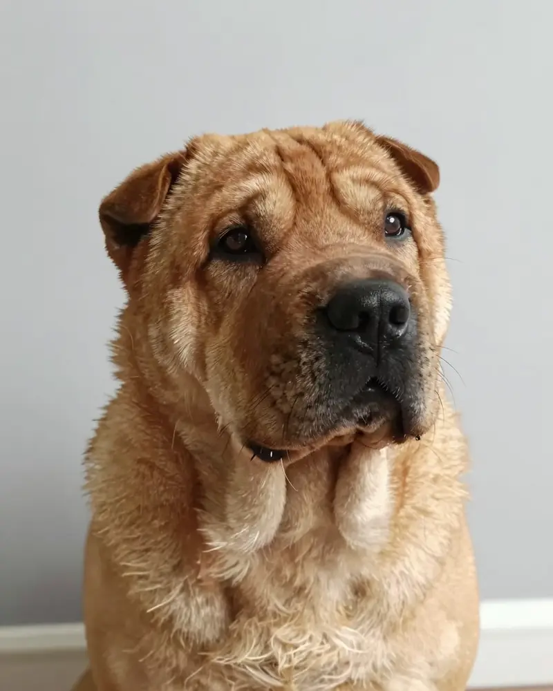 shar pei, photo 2