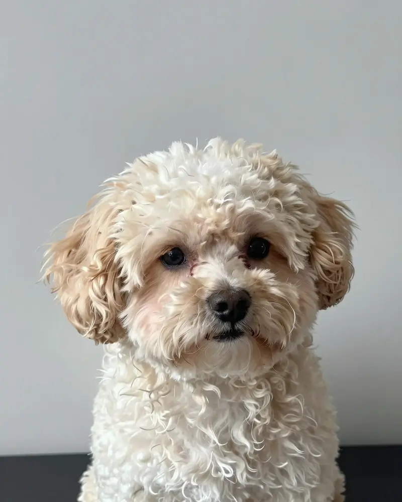 shih poo, photo 2