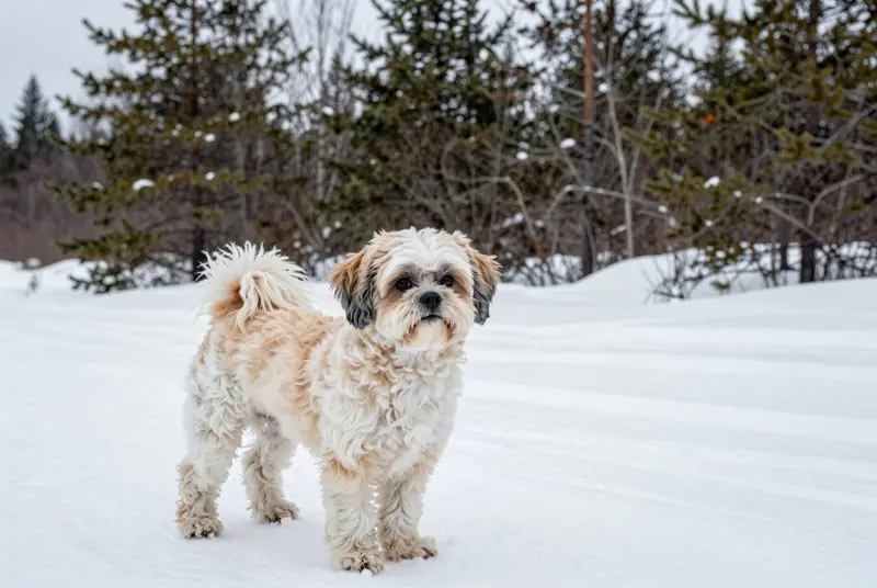 shih poo, photo 4