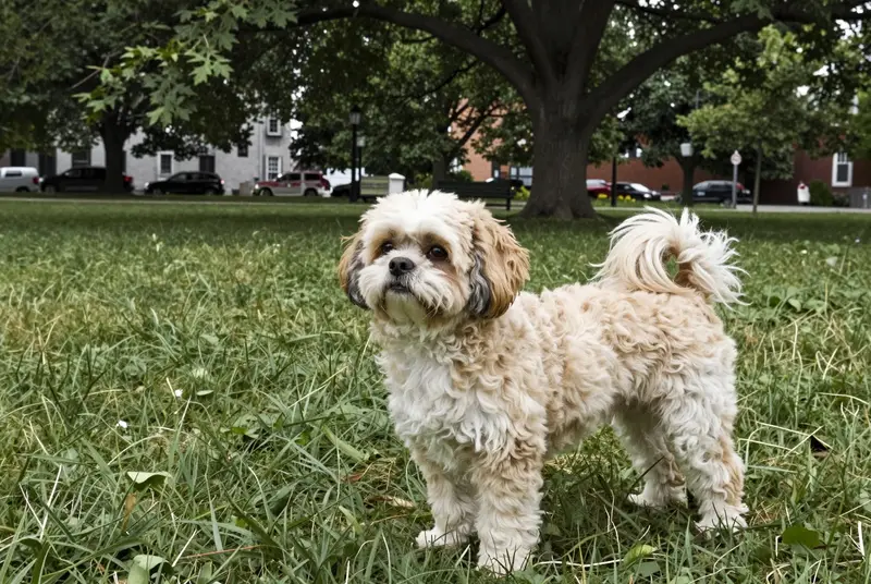 shih poo