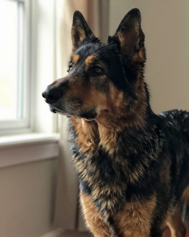 shiloh shepherd, photo 2