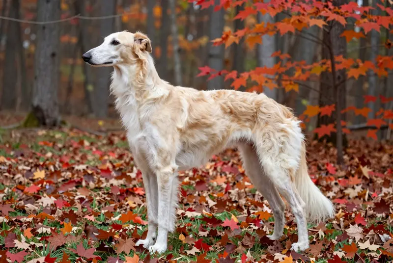 silken windhound, photo 3