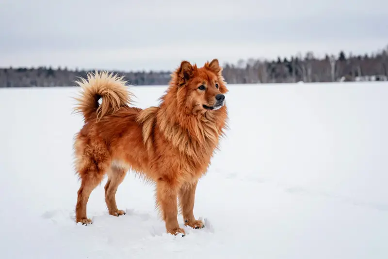 spitz allemand
